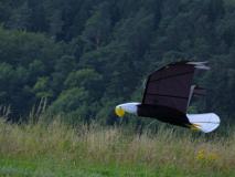 CnF-11-35