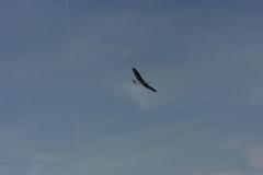 Hangflug-1