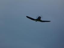 Warbirdmeeting-218