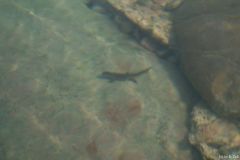Wasserflug-07-133