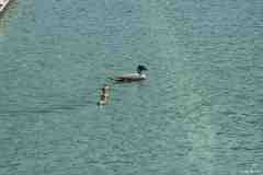 Wasserflug-07-137
