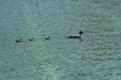 Wasserflug-07-138