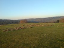 Wildschaden07-4